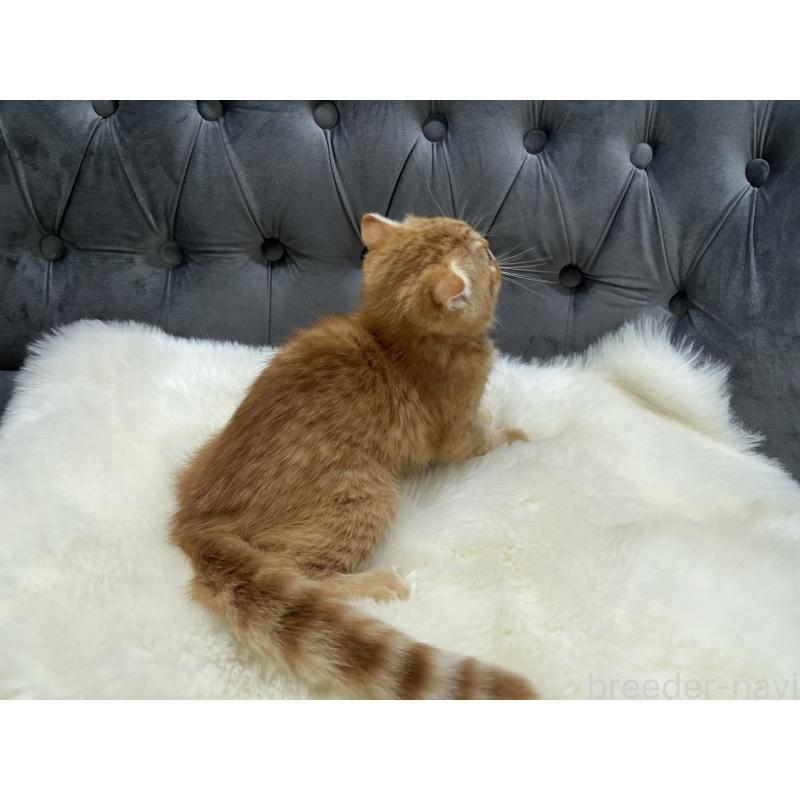 販売中の鹿児島県のスコティッシュフォールド(折れ耳)-135801の2枚目