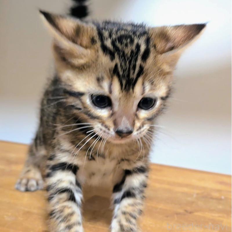 販売中の千葉県のベンガル-138300の6枚目