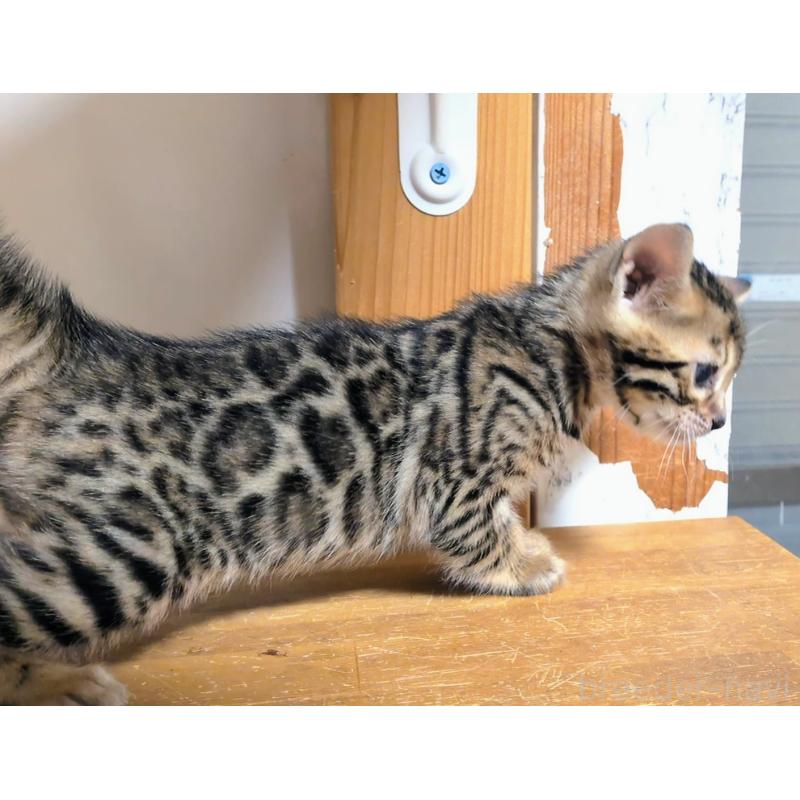 販売中の千葉県のベンガル-138300の5枚目