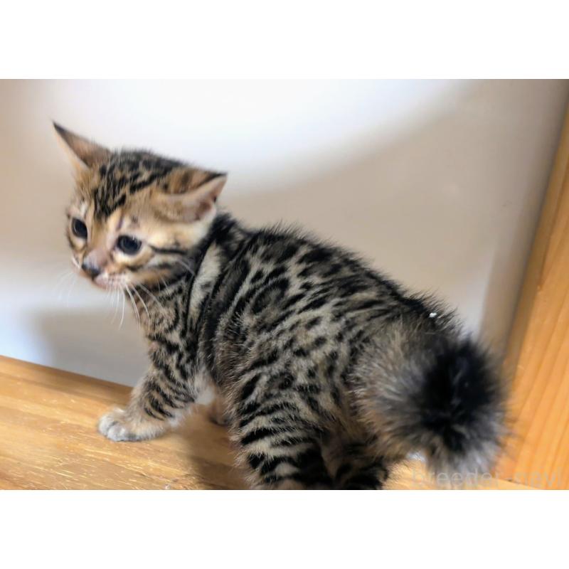 販売中の千葉県のベンガル-138300の4枚目