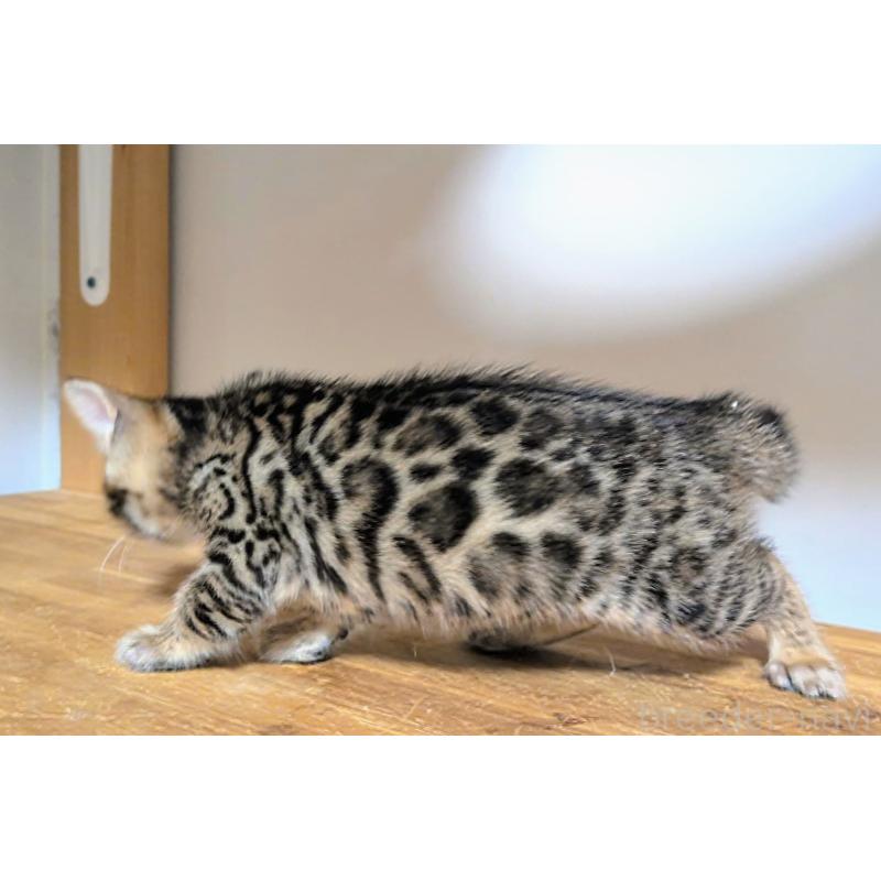 販売中の千葉県のベンガル-138300の3枚目