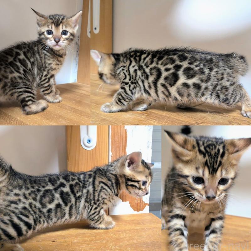 販売中の千葉県のベンガル-138300の2枚目