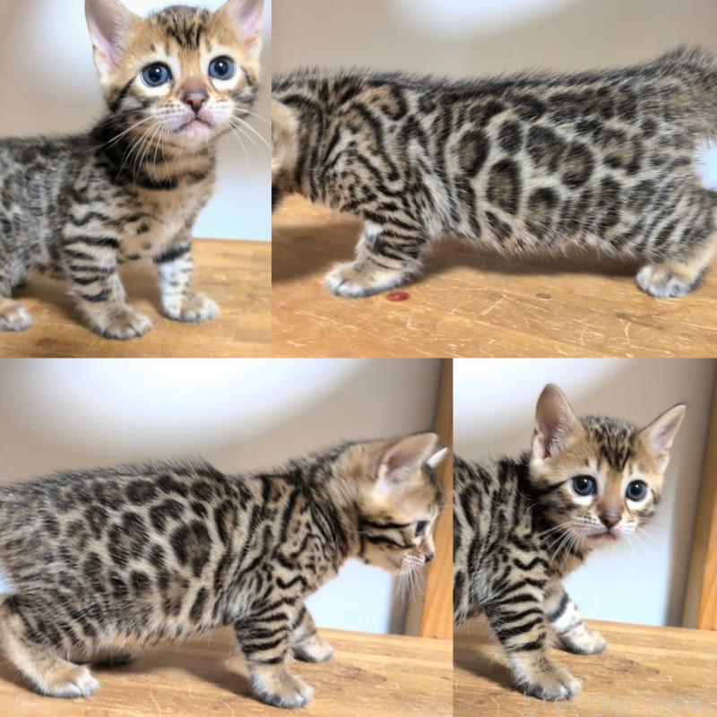 販売中の千葉県のベンガル-138301の2枚目