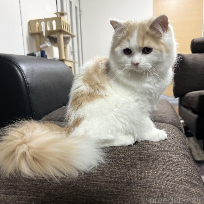 販売中の三重県のスコティッシュフォールド-129919の6枚目