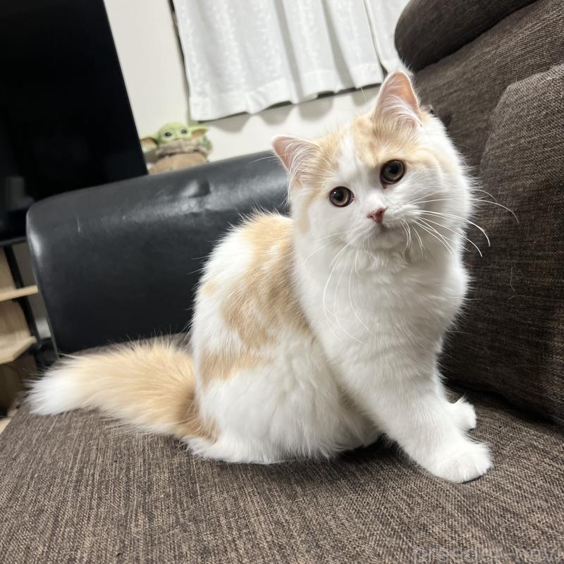 販売中の三重県のスコティッシュフォールド-129919の5枚目