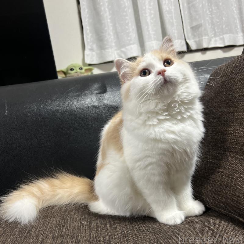 販売中の三重県のスコティッシュフォールド-129919の4枚目