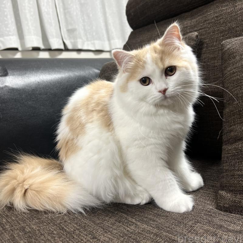 販売中の三重県のスコティッシュフォールド-129919の3枚目