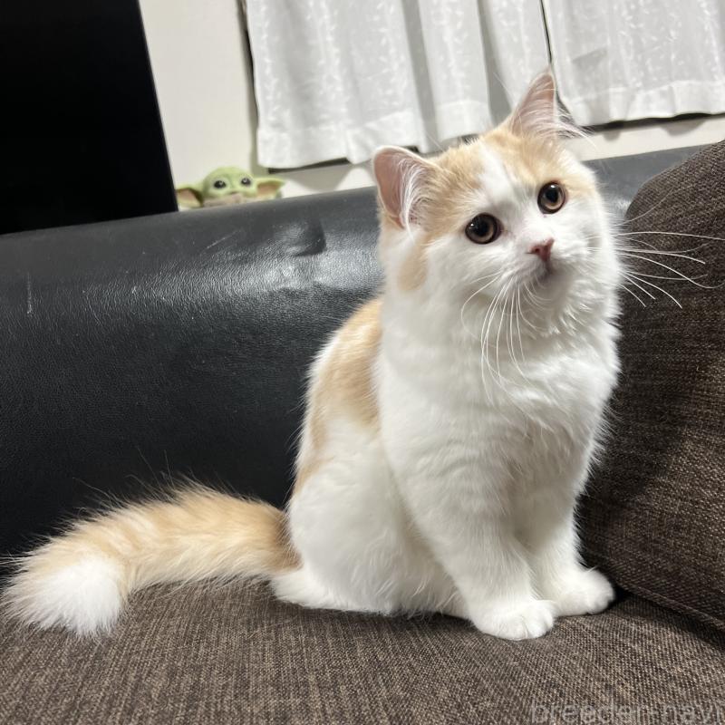 販売中の三重県のスコティッシュフォールド-129919の2枚目