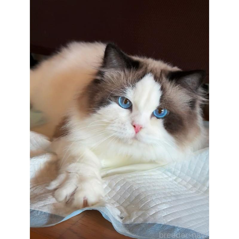 TANG TUANくん1枚目