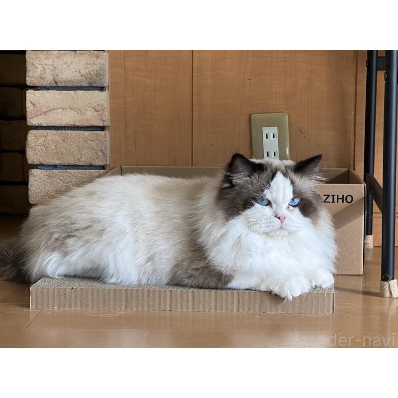 TANG TUANくん1枚目