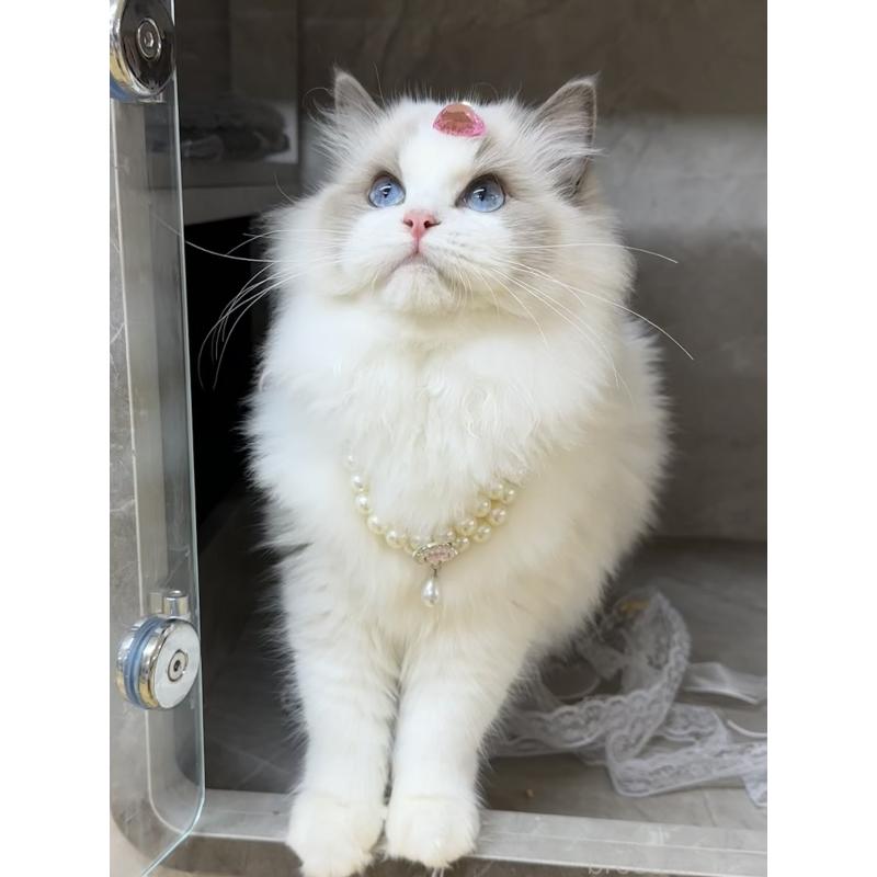 YUAN YUANちゃん1枚目