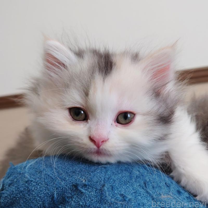 販売中の埼玉県のミヌエット(短足)-136379