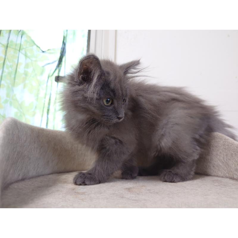 販売中の埼玉県のノルウェージャンフォレストキャット-138195の3枚目