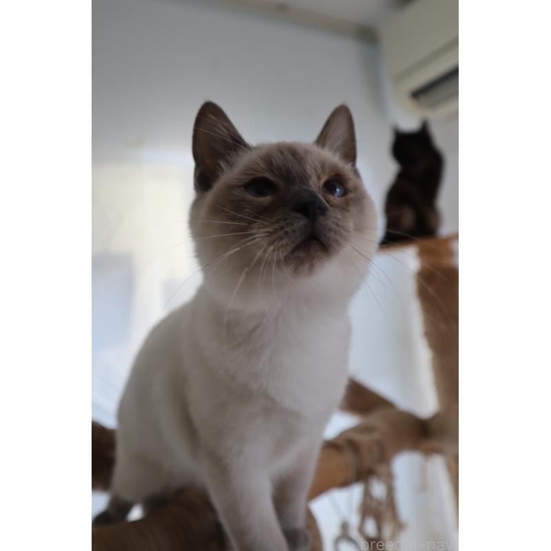 販売中の長野県のトイボブ-127916の17枚目