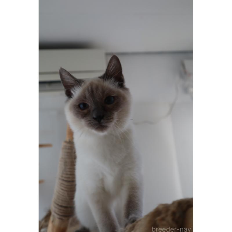 販売中の長野県のトイボブ-127916の16枚目