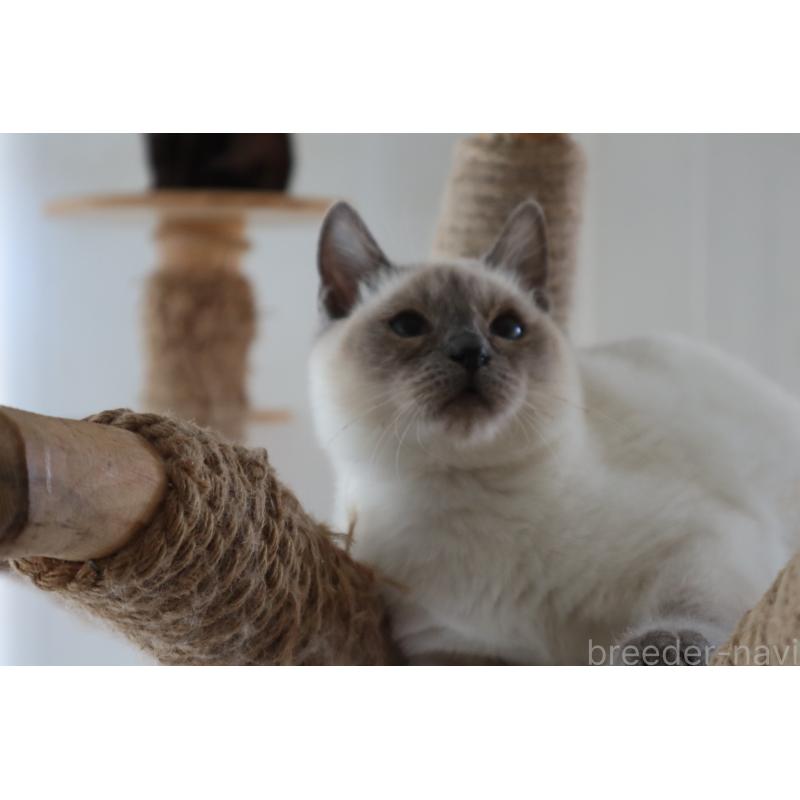 販売中の長野県のトイボブ-127916の15枚目