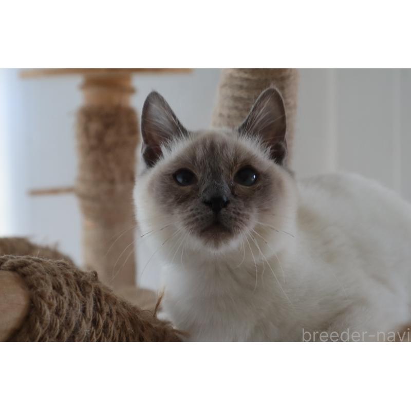 販売中の長野県のトイボブ-127916の14枚目