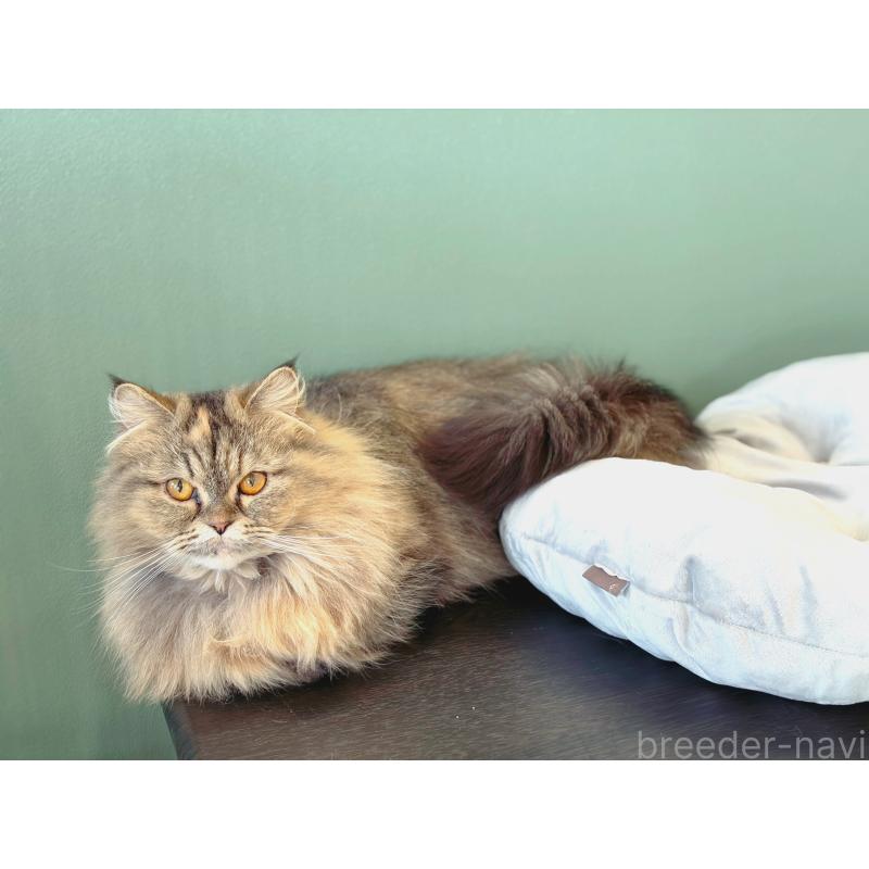 販売中の長野県のミヌエット-138302の6枚目