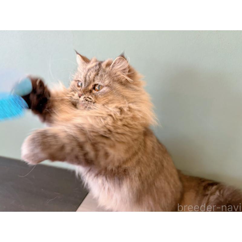 販売中の長野県のミヌエット-138302の5枚目