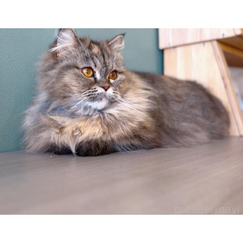 販売中の長野県のミヌエット-138302の4枚目