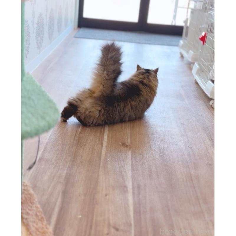 販売中の長野県のミヌエット-138302の3枚目