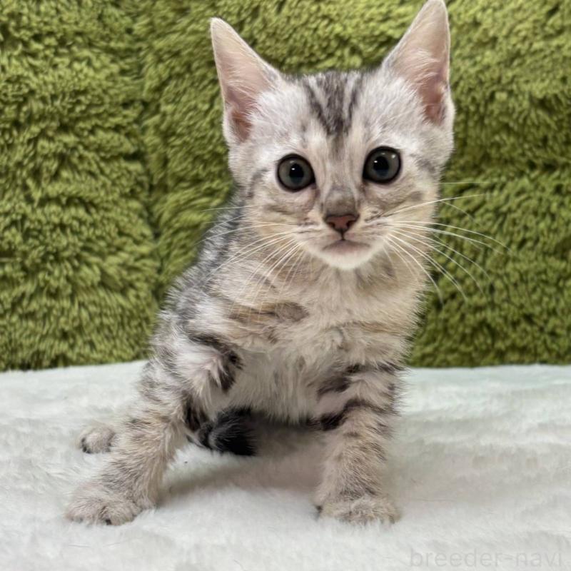 販売中の愛知県のベンガル-138312の2枚目