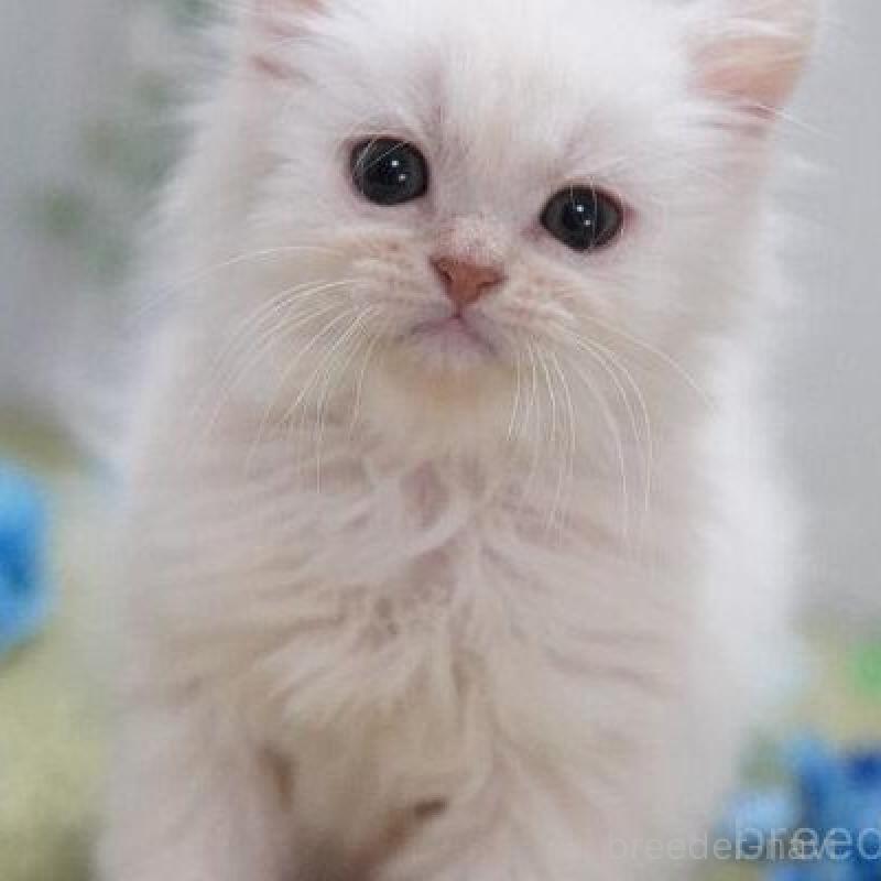 販売中の神奈川県のミヌエット-138313の5枚目