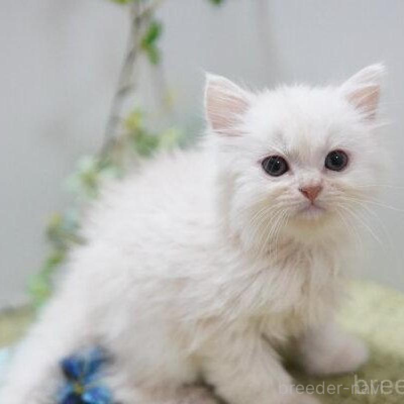 販売中の神奈川県のミヌエット-138313の4枚目