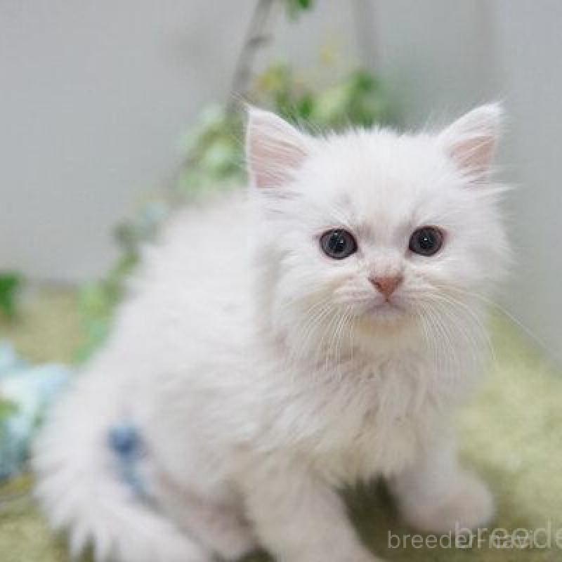 販売中の神奈川県のミヌエット-138313の3枚目