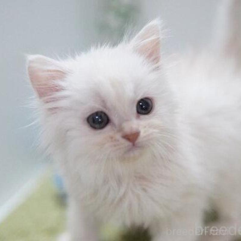 販売中の神奈川県のミヌエット-138313の2枚目