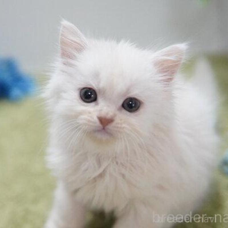 販売中の神奈川県のミヌエット-138313の1枚目