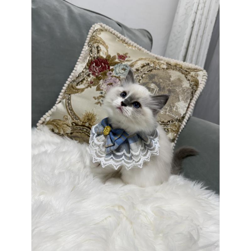 販売中の愛媛県のラグドール-135944の3枚目