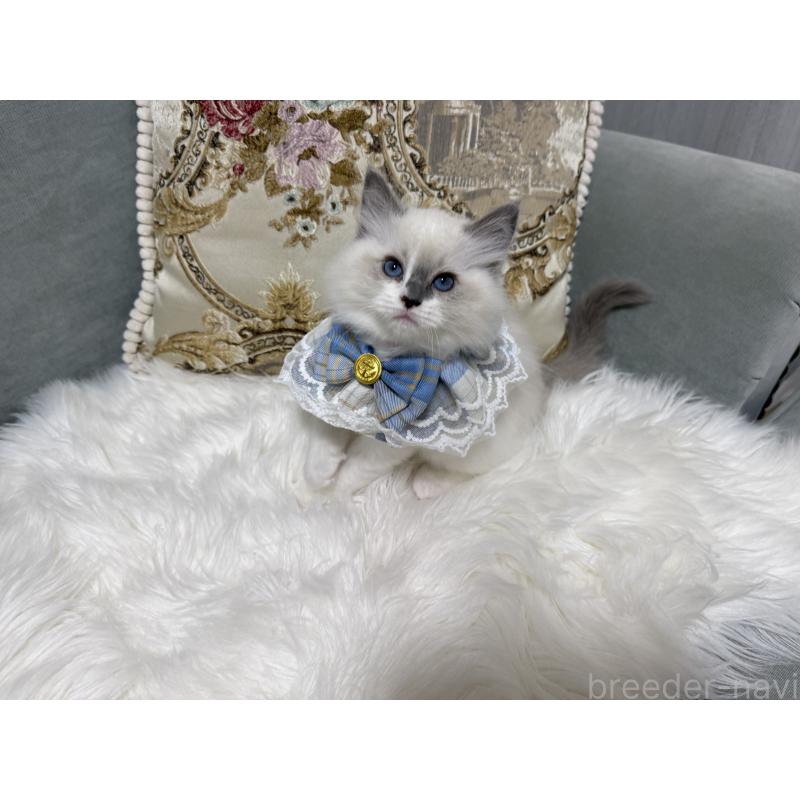 販売中の愛媛県のラグドール-135944の2枚目