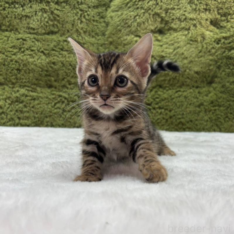 販売中の愛知県のベンガル-138314の2枚目