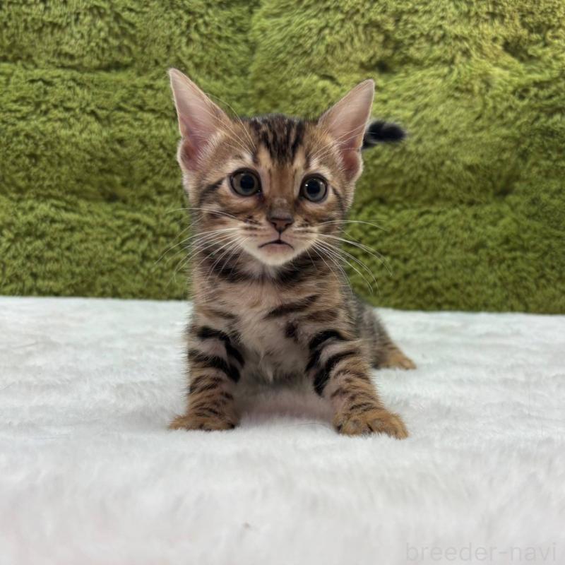 販売中の愛知県のベンガル-138314の1枚目