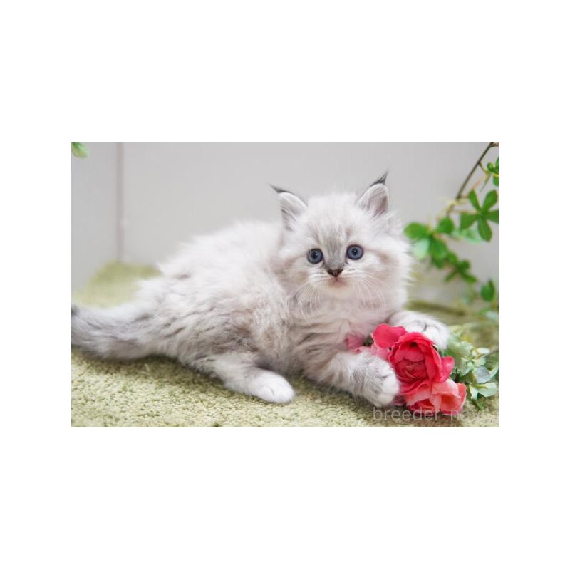 商談中の神奈川県のラグドール-138315の5枚目