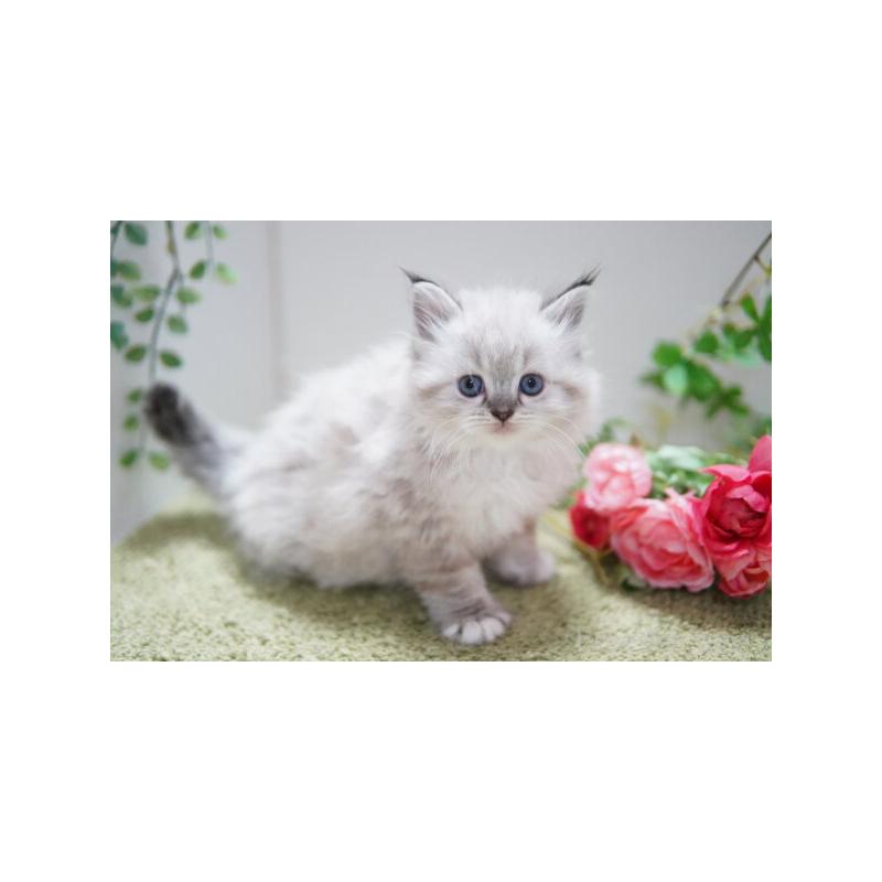 商談中の神奈川県のラグドール-138315の4枚目