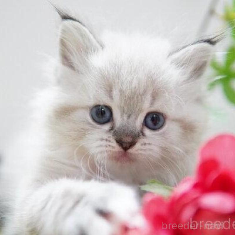 商談中の神奈川県のラグドール-138315の3枚目