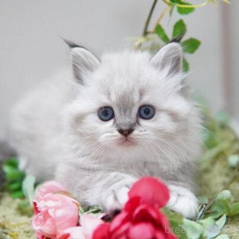 商談中の神奈川県のラグドール-138315の2枚目