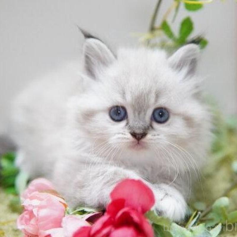 商談中の神奈川県のラグドール-138315の1枚目