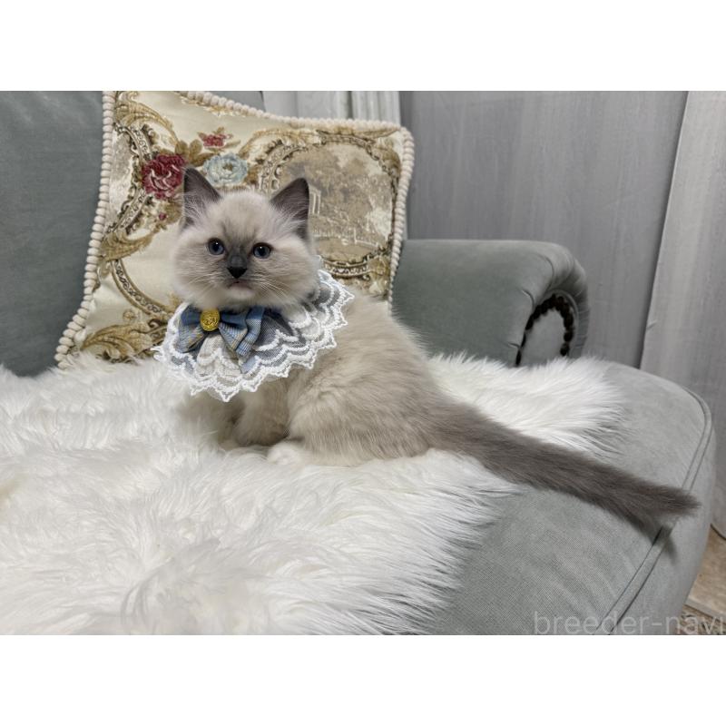 販売中の愛媛県のラグドール-135942の3枚目