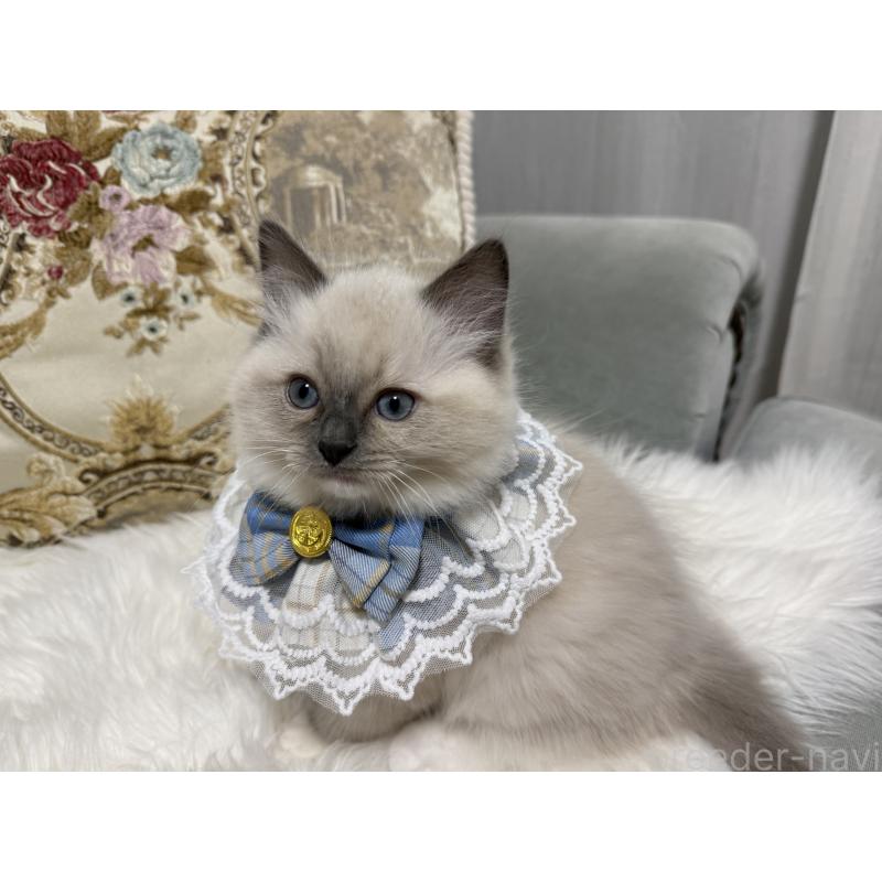 販売中の愛媛県のラグドール-135942の2枚目