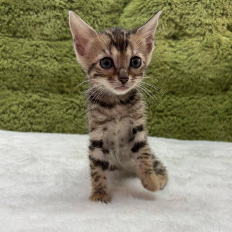 販売中の愛知県のベンガル-138316の1枚目