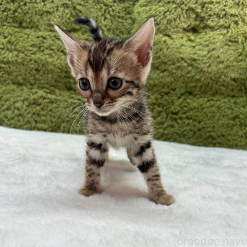 販売中の愛知県のベンガル-138316の2枚目