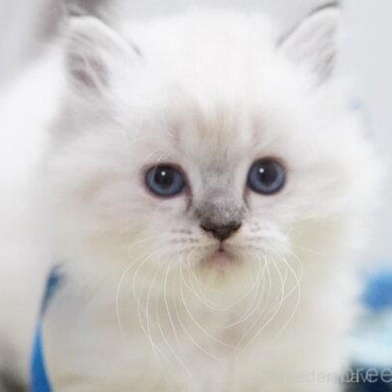 商談中の神奈川県のラグドール-138317の5枚目