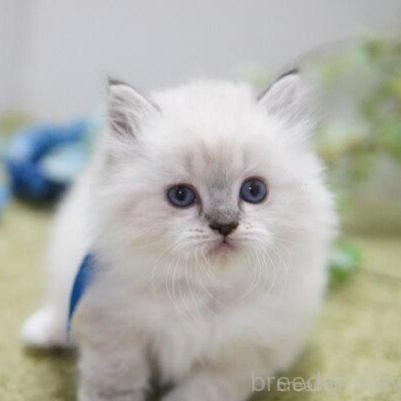 商談中の神奈川県のラグドール-138317の4枚目