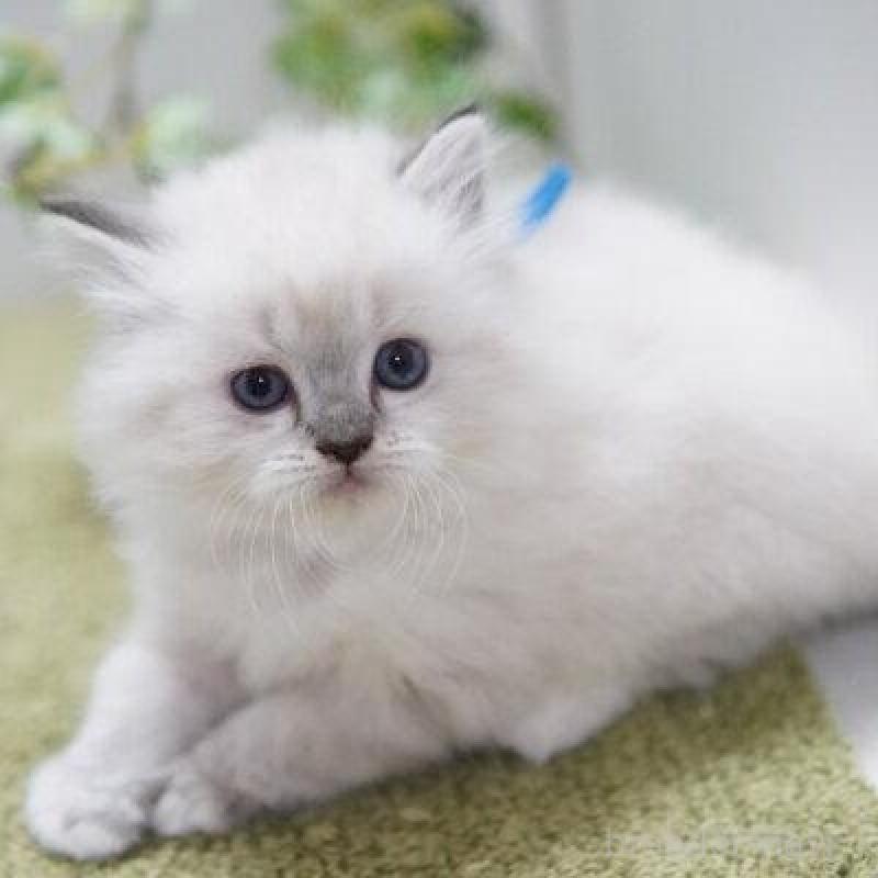 商談中の神奈川県のラグドール-138317の1枚目