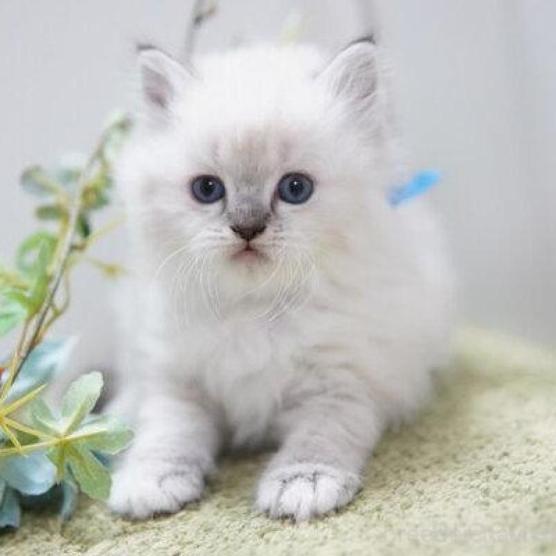 商談中の神奈川県のラグドール-138317の2枚目