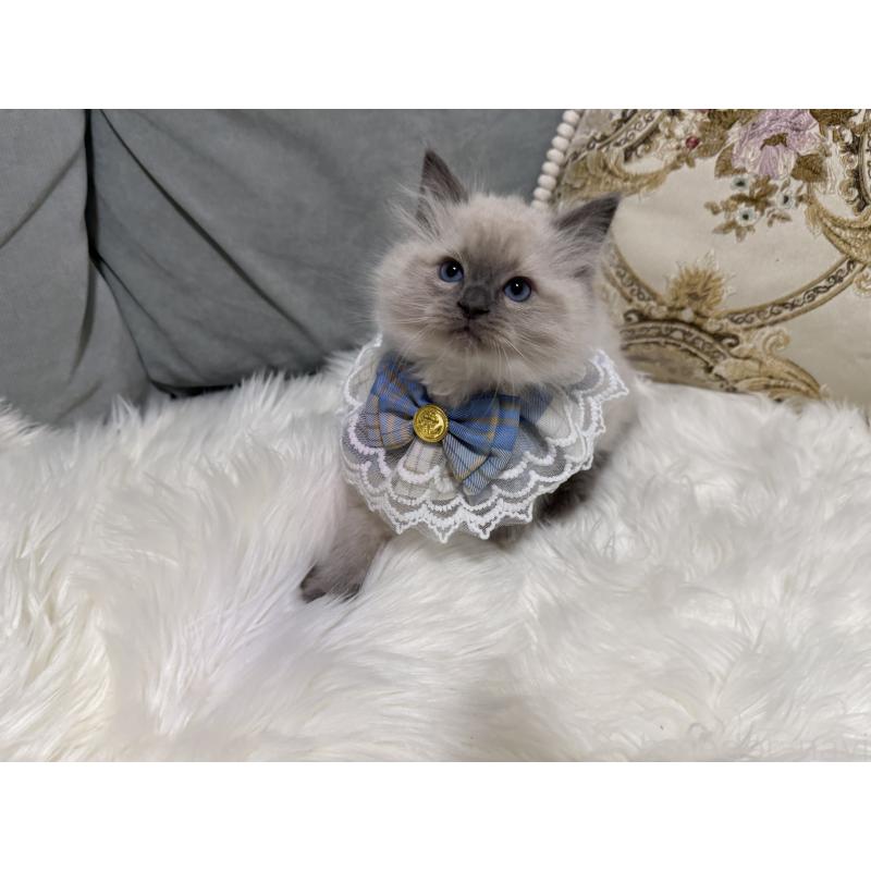 販売中の愛媛県のラグドール-135943の2枚目