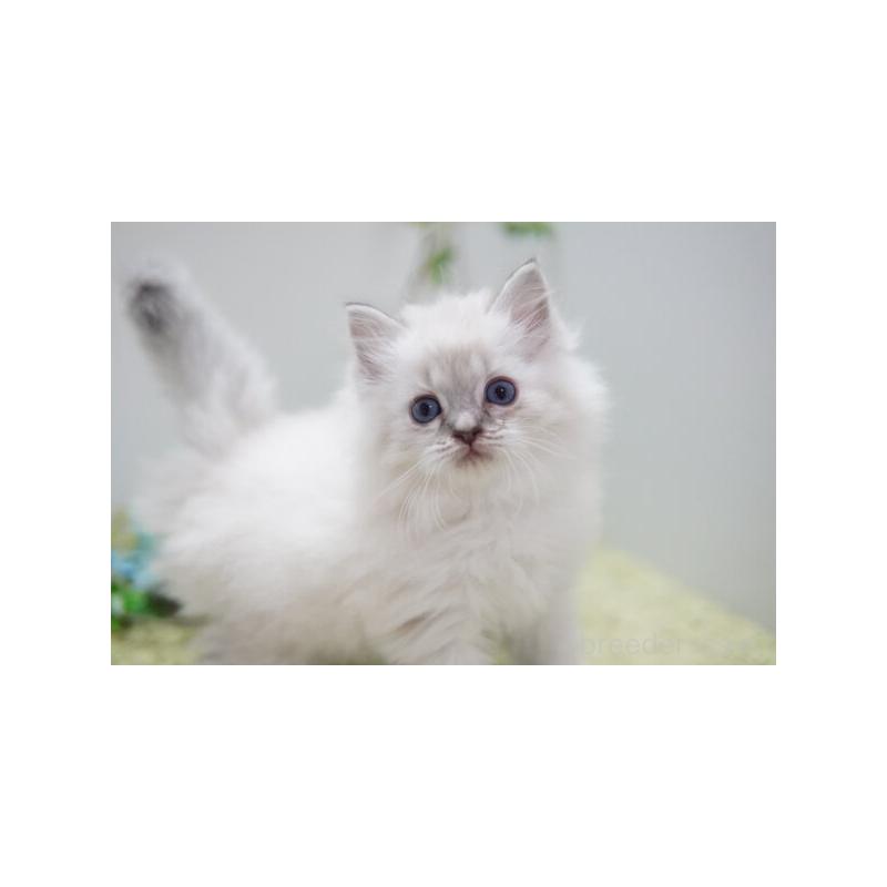 商談中の神奈川県のラグドール-138318の6枚目